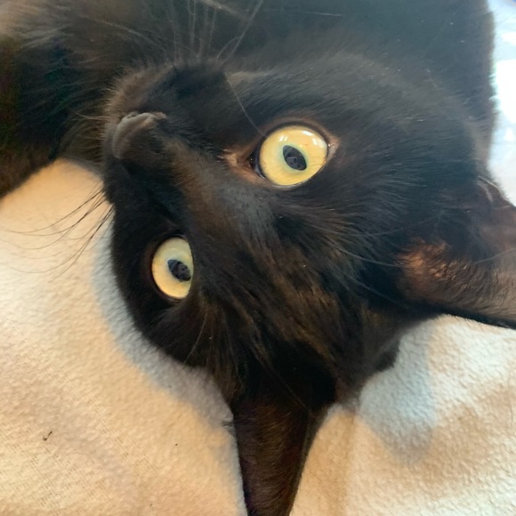 Meet your Posher, Claire - Picture 1 of 1